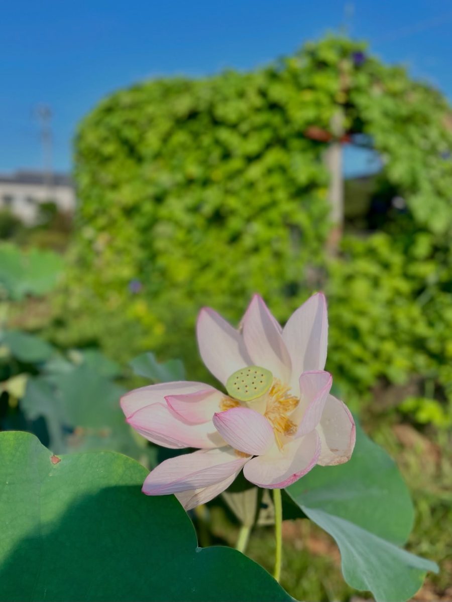 ビオトープのハスの花は、夏の余韻を映し出し、やわらかなピンクと白が、里山を彩っています
